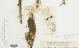 A brown herbarium specimen next to a map of the state of Florida